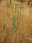 : - Gnaphalium pseudohelichrysum