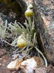 : - Senecio candollii