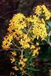 : - Senecio yegua
