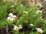 : - Heliotropium taltalense