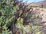 : - Cumulopuntia boliviana subsp. ignescens