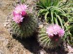 : - Eriosyce subgibbosa