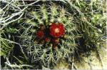 : - Pyrrhocactus marksianus