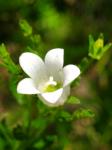 : - Wahlenbergia fernandeziana