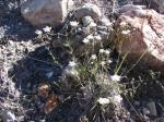 : - Spergularia fasiculata