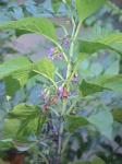: - Cuminia eriantha
