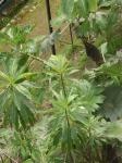 : - Dendroseris micrantha
