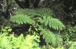 : - Dicksonia berteroana