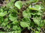 :-Dioscorea humilis