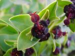 : - Euphorbia portulacoides