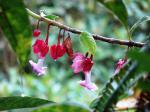 : - Drymonia conchocalyx