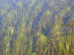 : - Myriophyllum quitense