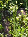 : - Lomatium ambiguum