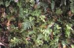 : - Hymenophyllum rugosum