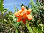 : - Caiophora cirsiifolia