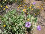 : - Cristaria glaucophylla