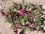 : - Cistanthe amarantoides