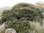 : - Myrcianthes coquimbensis