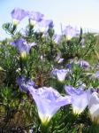 : - Nolana filifolia