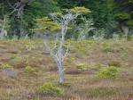 Magellan-Südbuche - Nothofagus betuloides