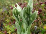 : - Chloraea fonkii