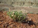 : - Xanthisma grindelioides