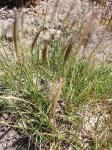 : - Hordeum chilense