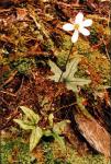 : - Anemone hepaticifolia