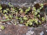 : - Galium masafueranum