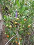 : - Dunalia spinosa