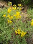 : - Lycopersicon chilense