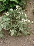 : - Solanum maglia