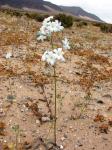 : - Zephyra elegans