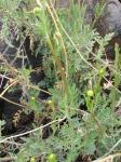 : - Valeriana stricta