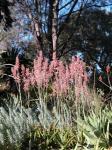 :-Aloe greenii