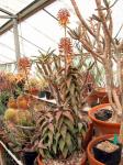 :-Aloe pearsonii