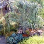 : - Butia paraguayensis