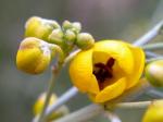 : - Cassia artemisioides