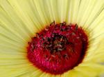 : - Cephalophyllum tricolorum