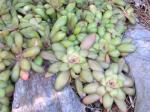 : - Crassula orbicularis
