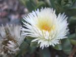 : - Delosperma britteniae