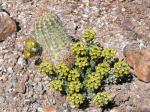 : - Echinocereus viridiflorus