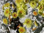 : - Eriogonum crocatum