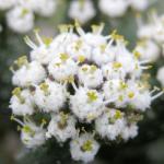 : - Euphorbia esculenta