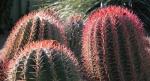 : - Ferocactus pilosus