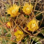 : - Ferocactus alamosanus subsp. reppenhagenii