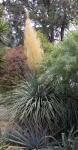 : - Nolina matapensis