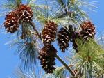 Tränen-Kiefer - Pinus wallichiana