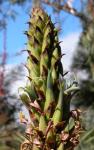 :-Puya coriacea