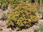 Strauchige Fetthenne - Sedum dendroideum